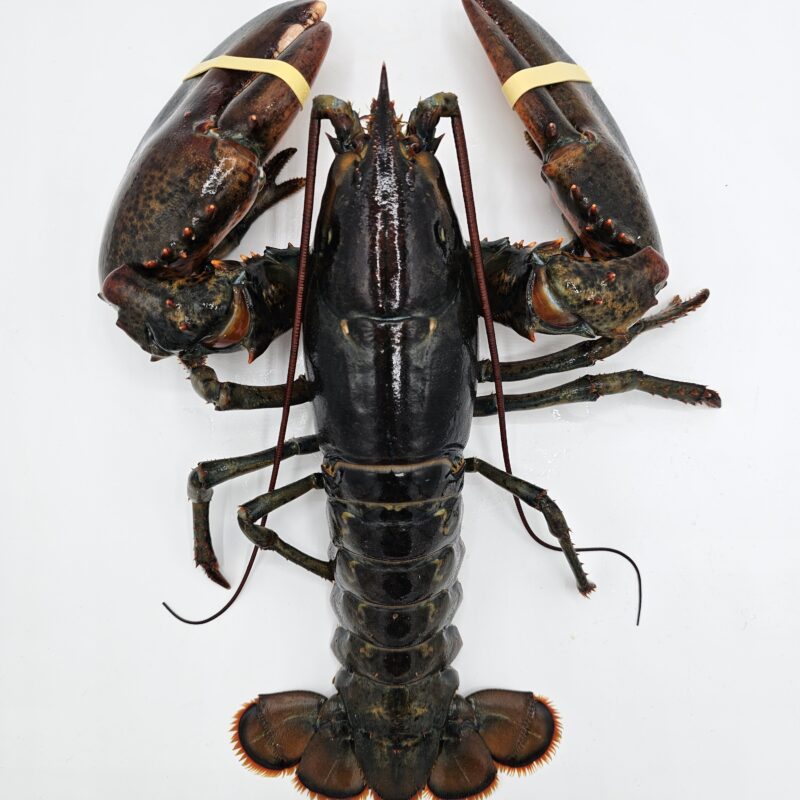 Canadian Lobsters