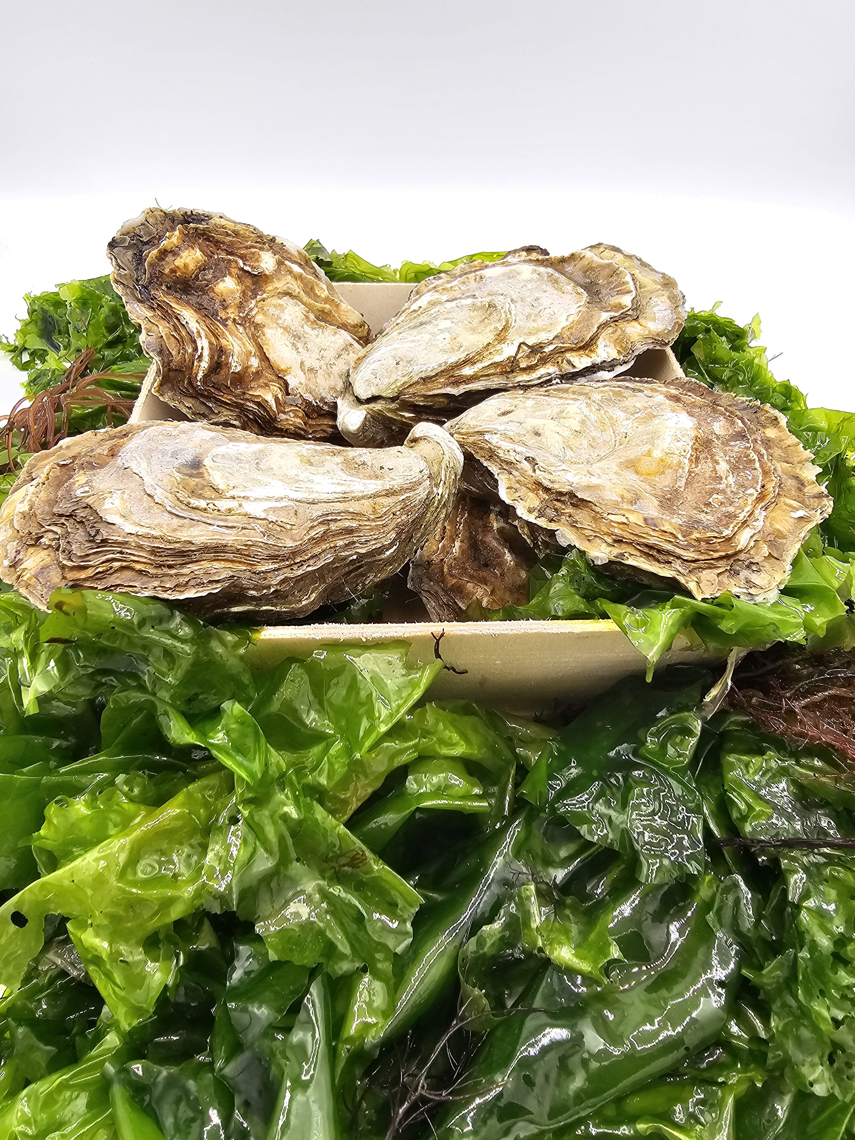 Zeeland Oyster - Image 4