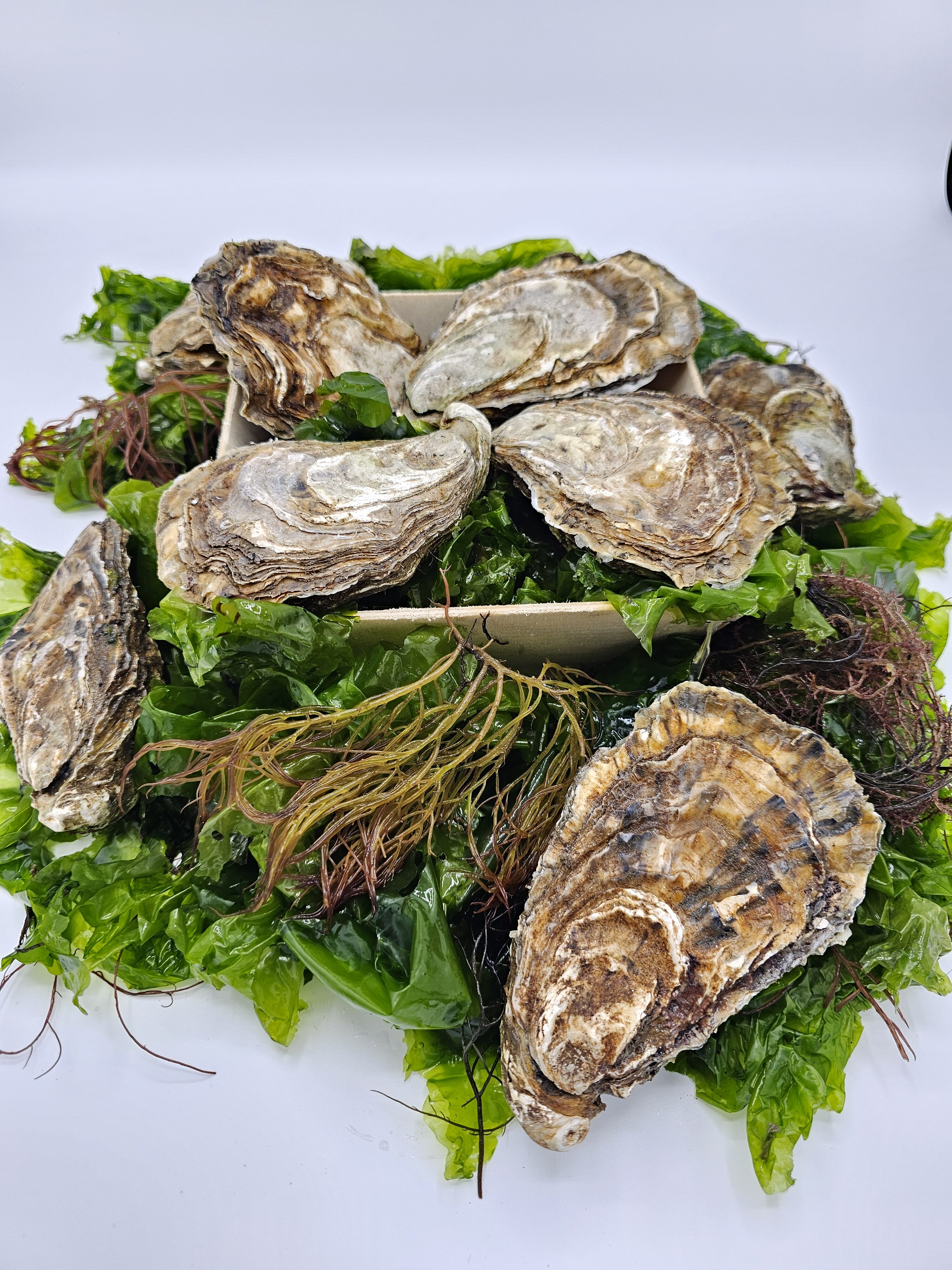 Zeeland Oyster - Image 5