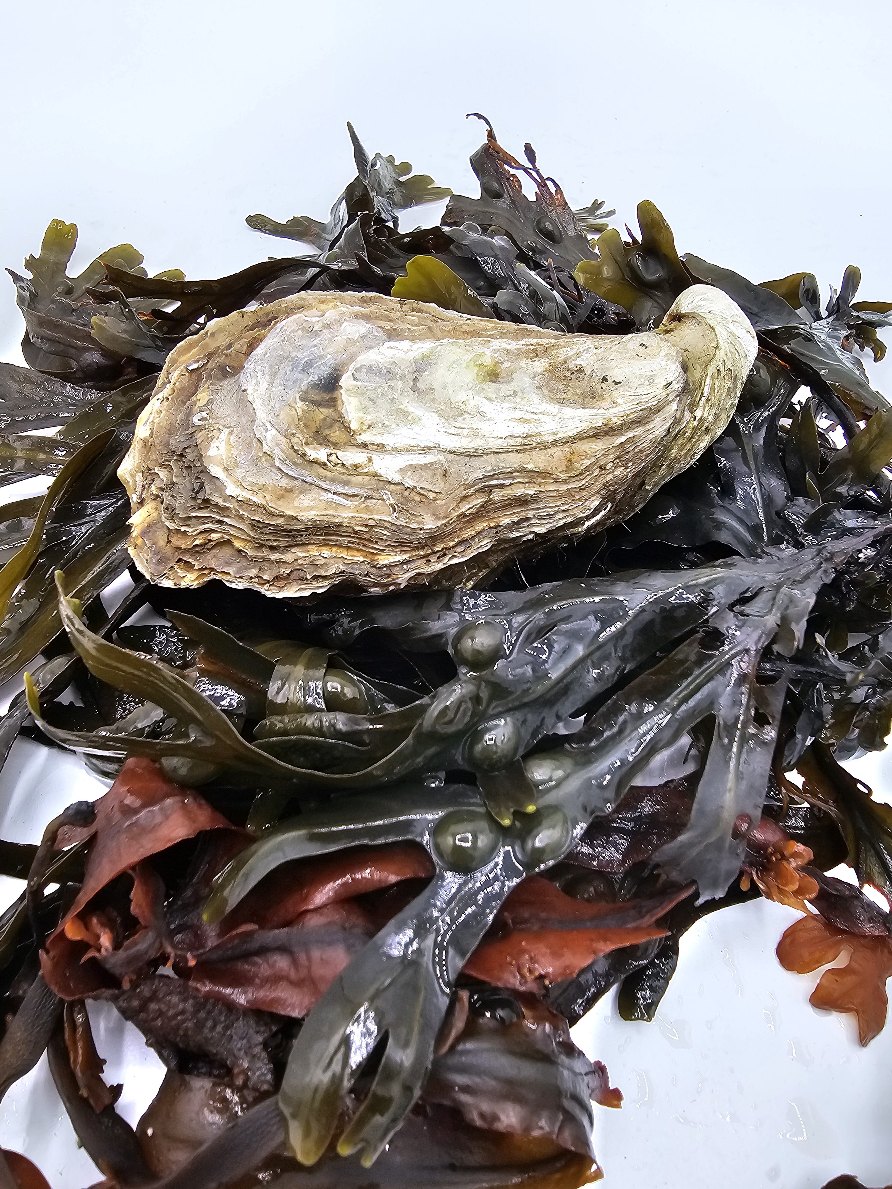 Zeeland Oyster - Image 2