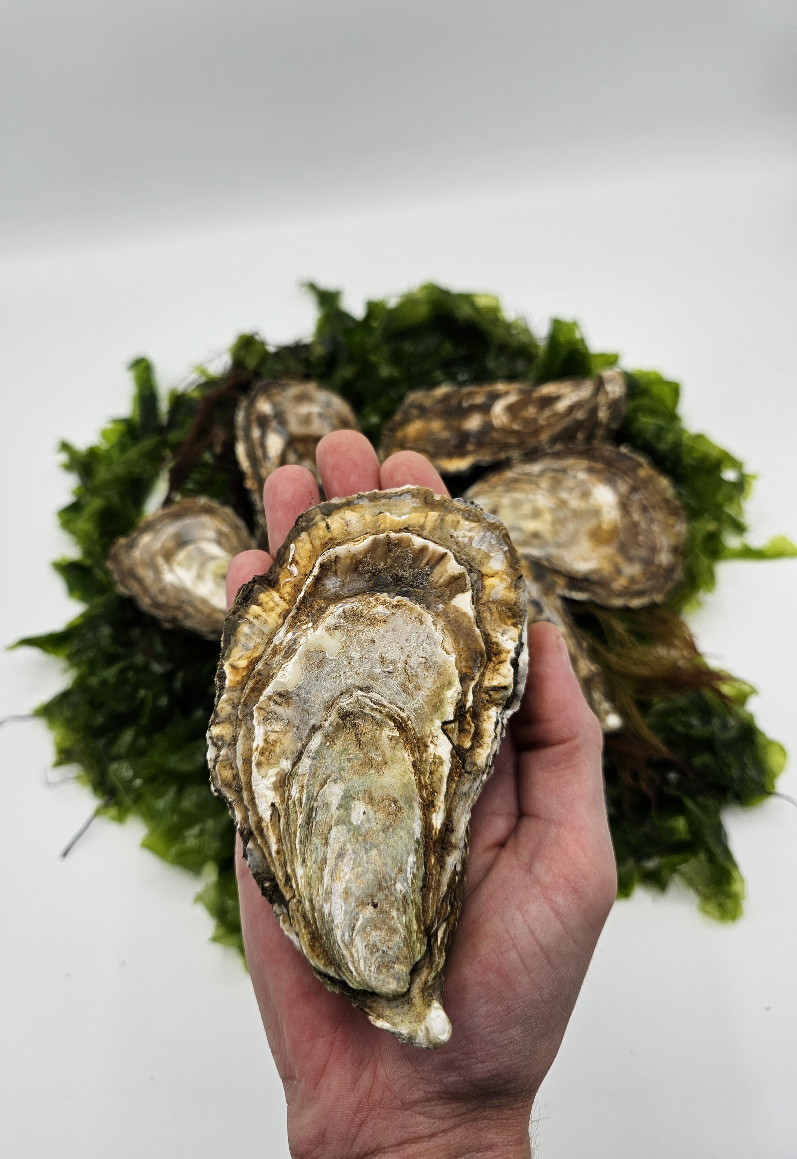 Zeeland Oyster - Image 3