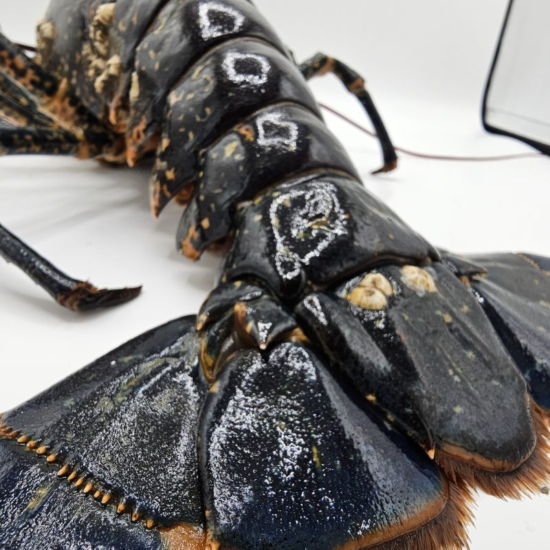European Lobsters