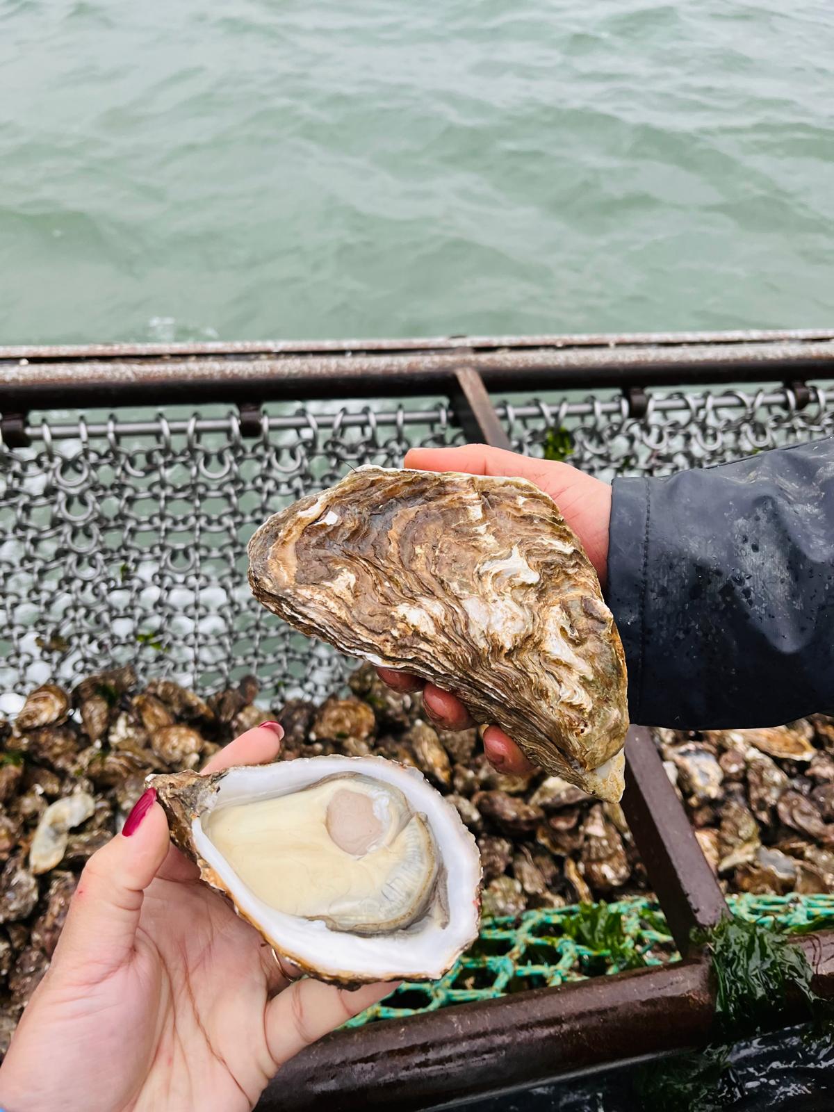 Zeeland Oyster - Image 7