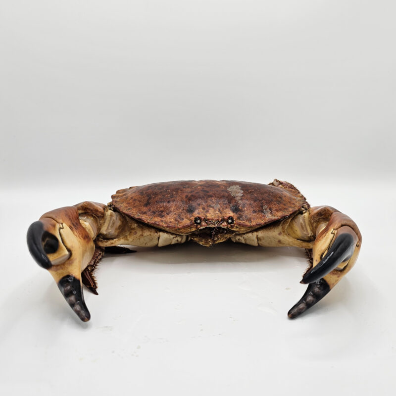 Brown Crab